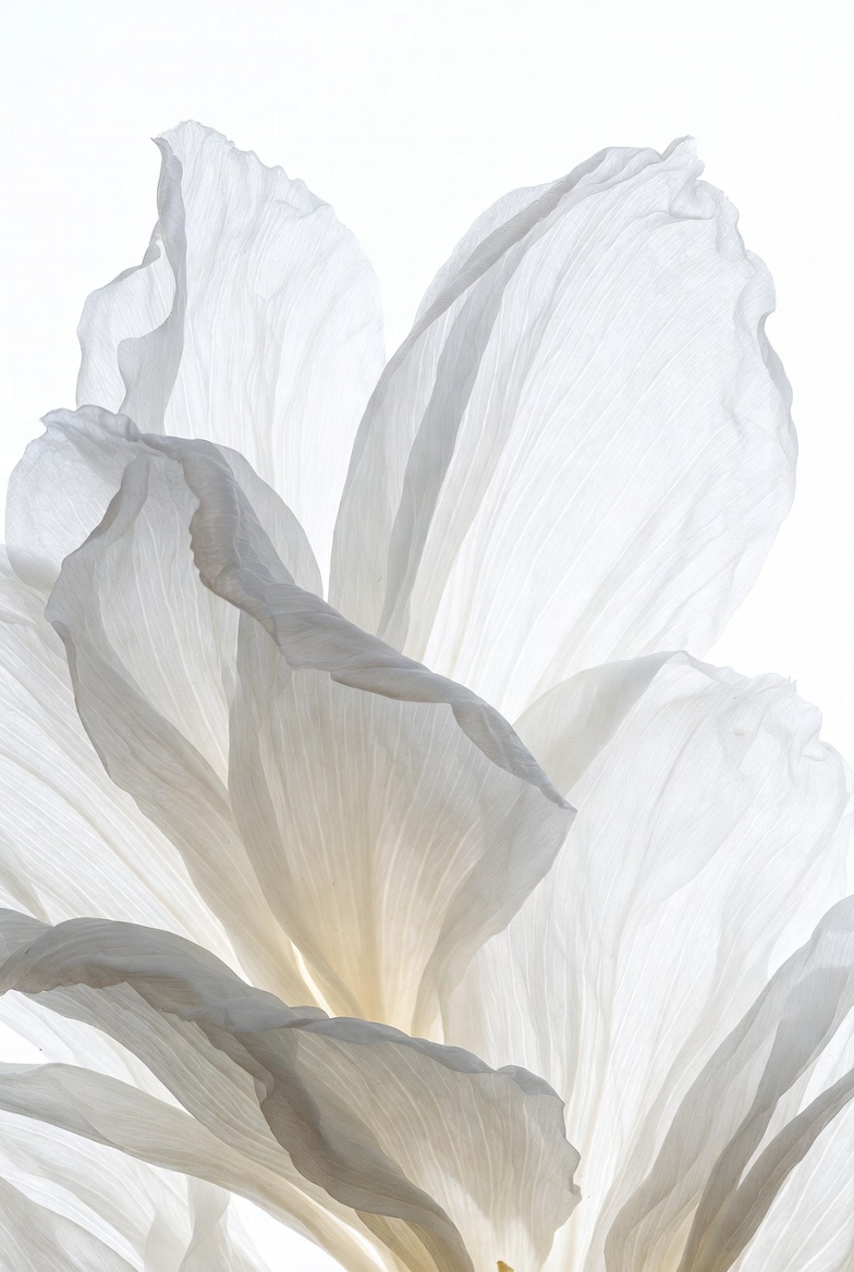 White Hibiscus Flower Closeup White Hibiscus Flower Closeup