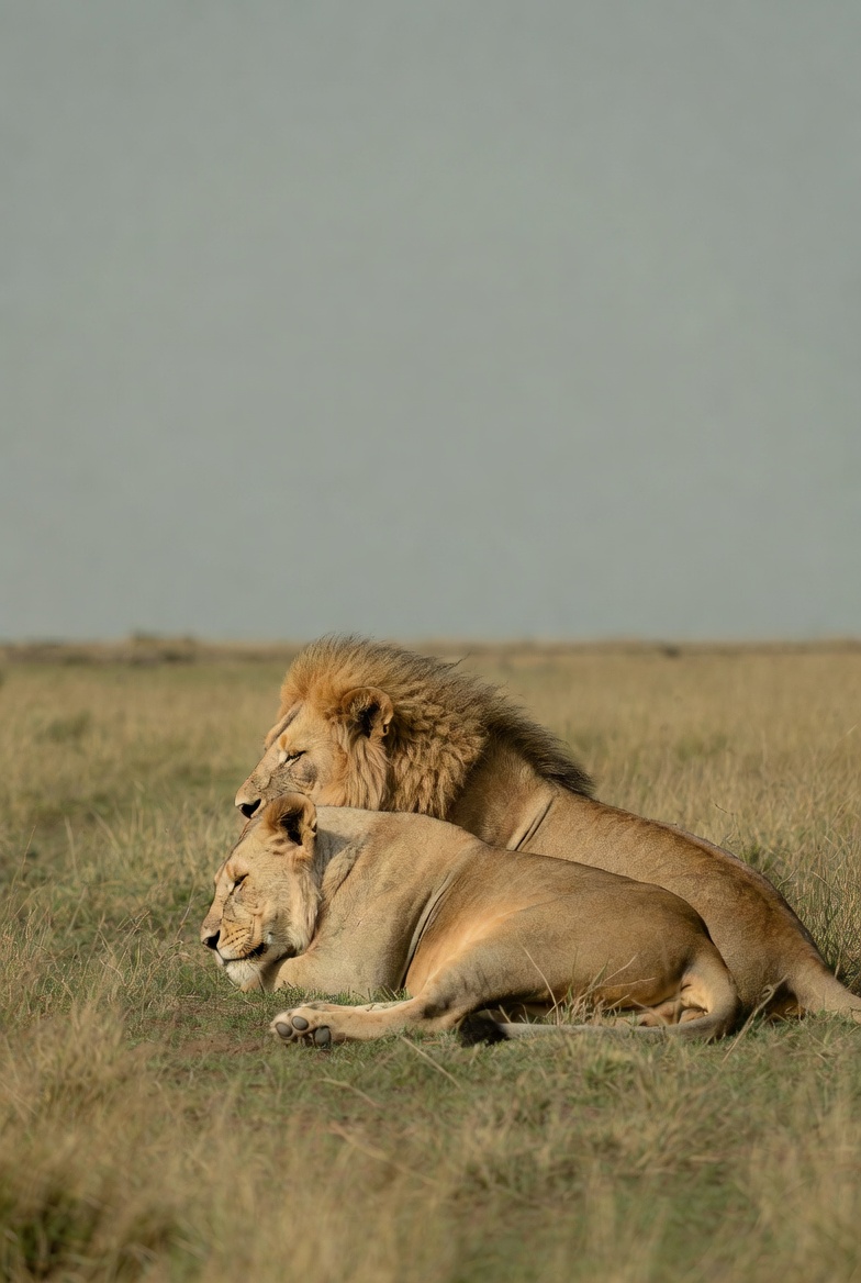 Pair of lions lying on savanna grass Pair of lions lying on savanna grass