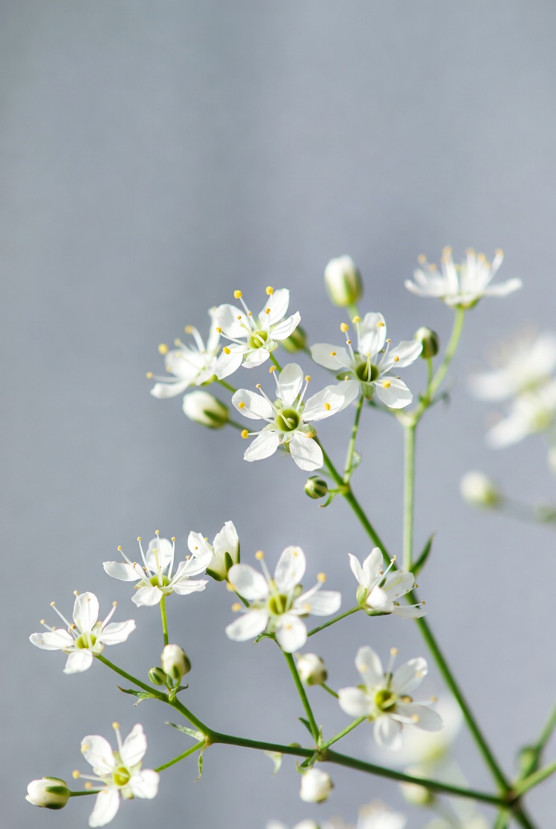 Delicate white wildflowers on gray background Delicate white wildflowers on gray background