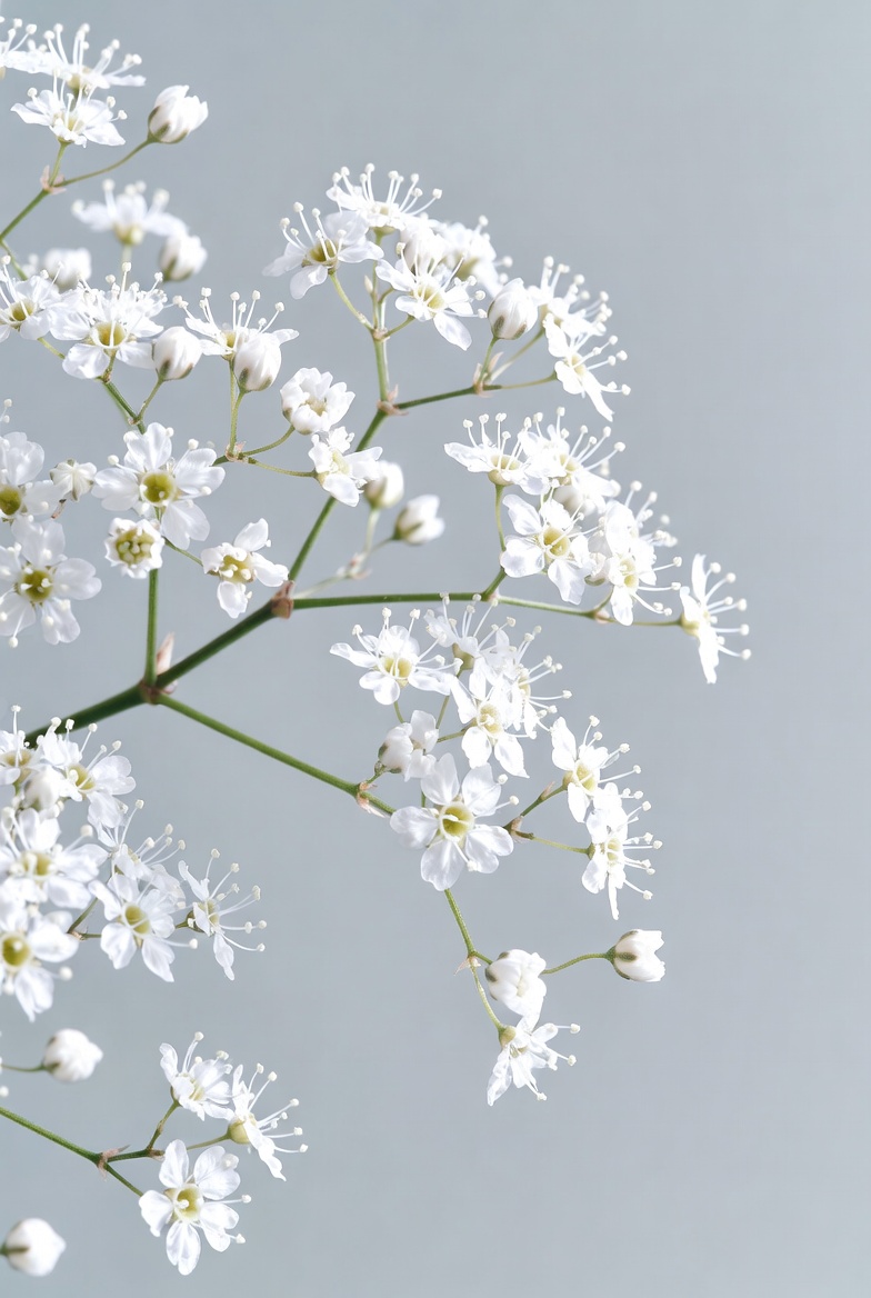White Queen Anne's Lace Flowers White Queen Anne's Lace Flowers