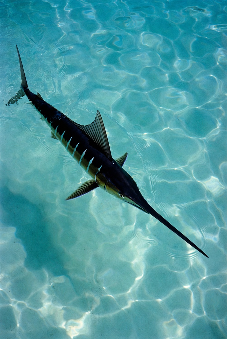 Blue Marlin Swimming in Clear Water Blue Marlin Swimming in Clear Water