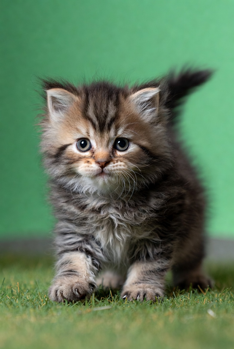 Fluffy tabby kitten on grass Fluffy tabby kitten on grass