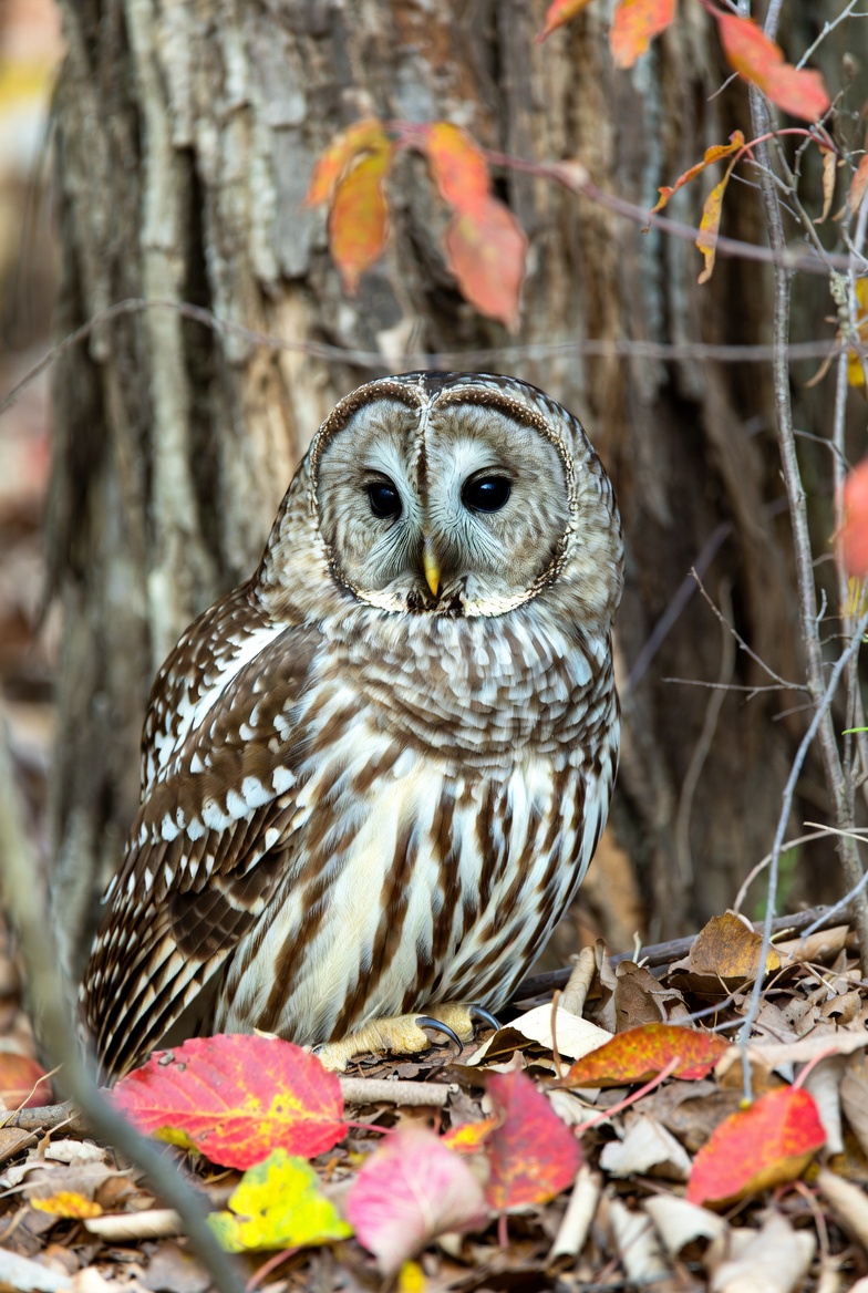 Barred Owl in Autumn Tree Barred Owl in Autumn Tree
