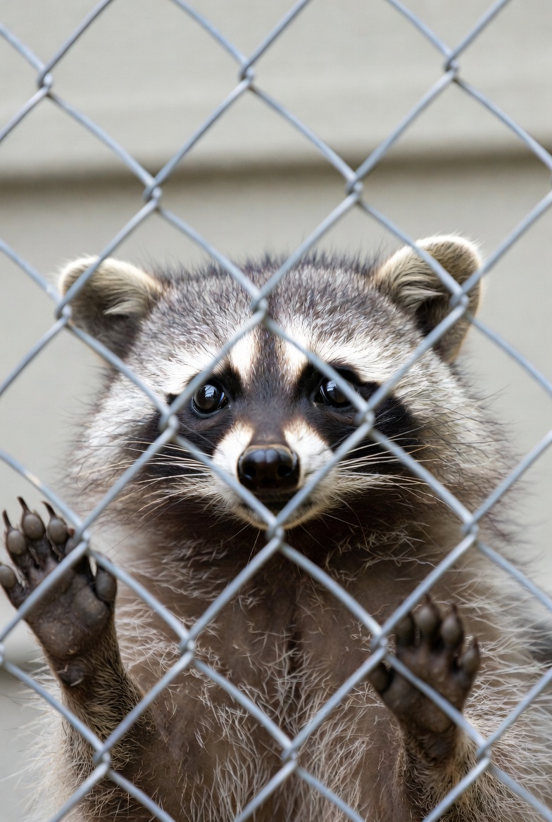 Raccoon peering through chain link fence Raccoon peering through chain link fence