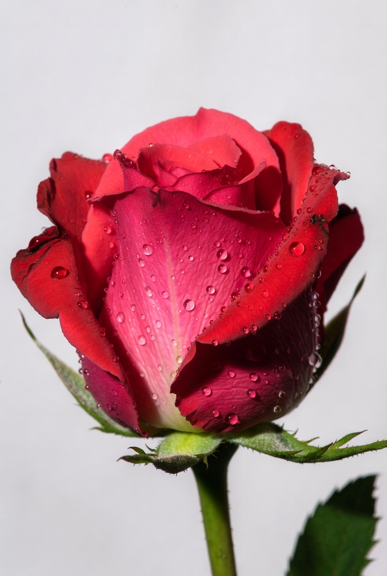Red Rose with Water Droplets Red Rose with Water Droplets