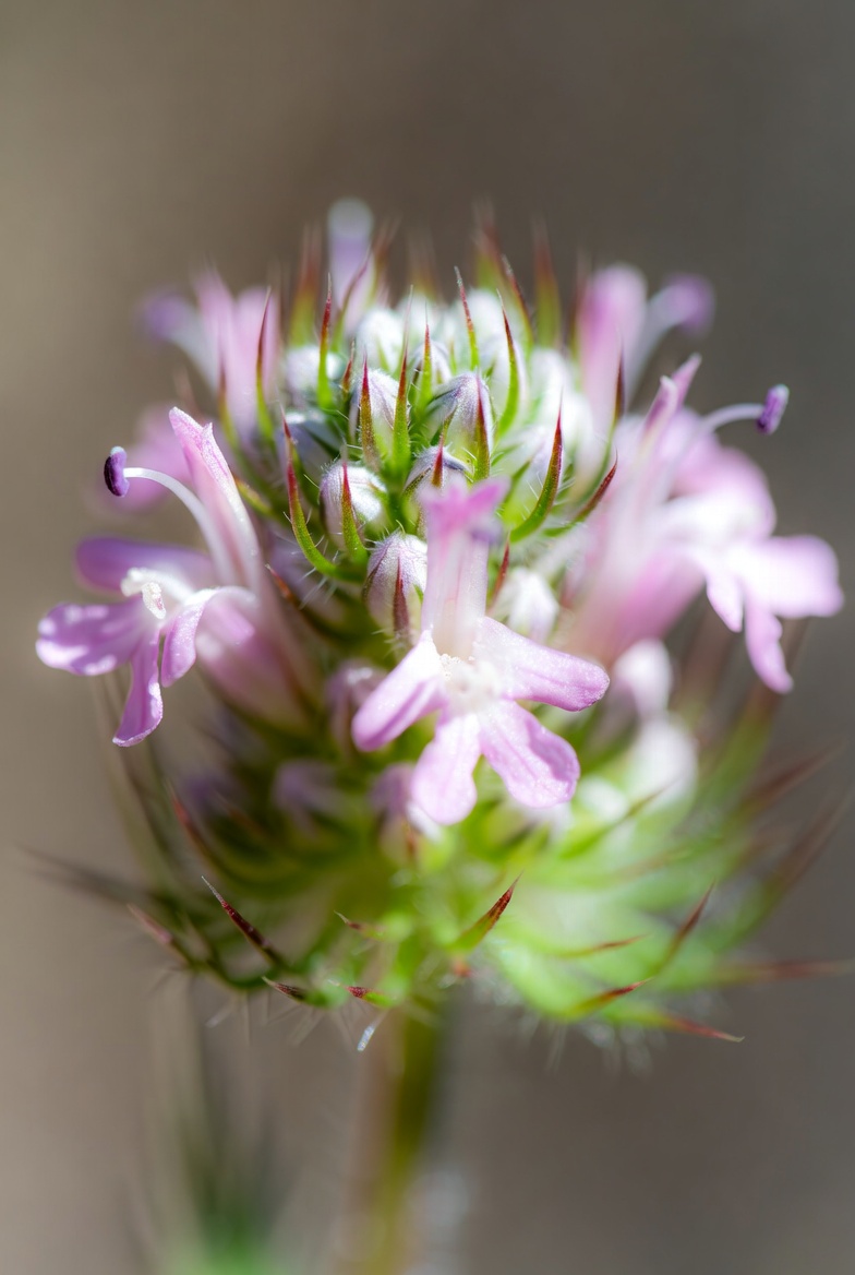 Pink Thistle Flower Closeup Pink Thistle Flower Closeup