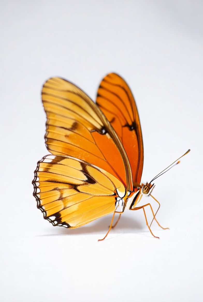 Orange butterfly on white background Orange butterfly on white background