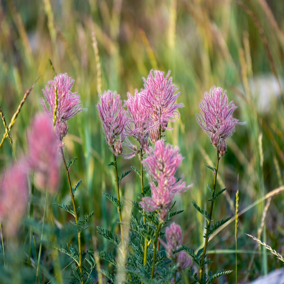 Pink Puffy Flowers in Grass Pink Puffy Flowers in Grass
