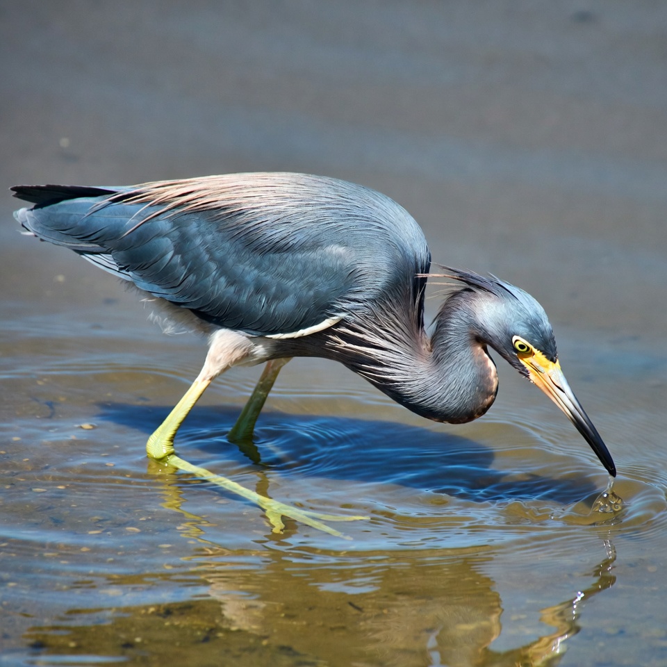 Tricolored Heron Drinking Water Tricolored Heron Drinking Water