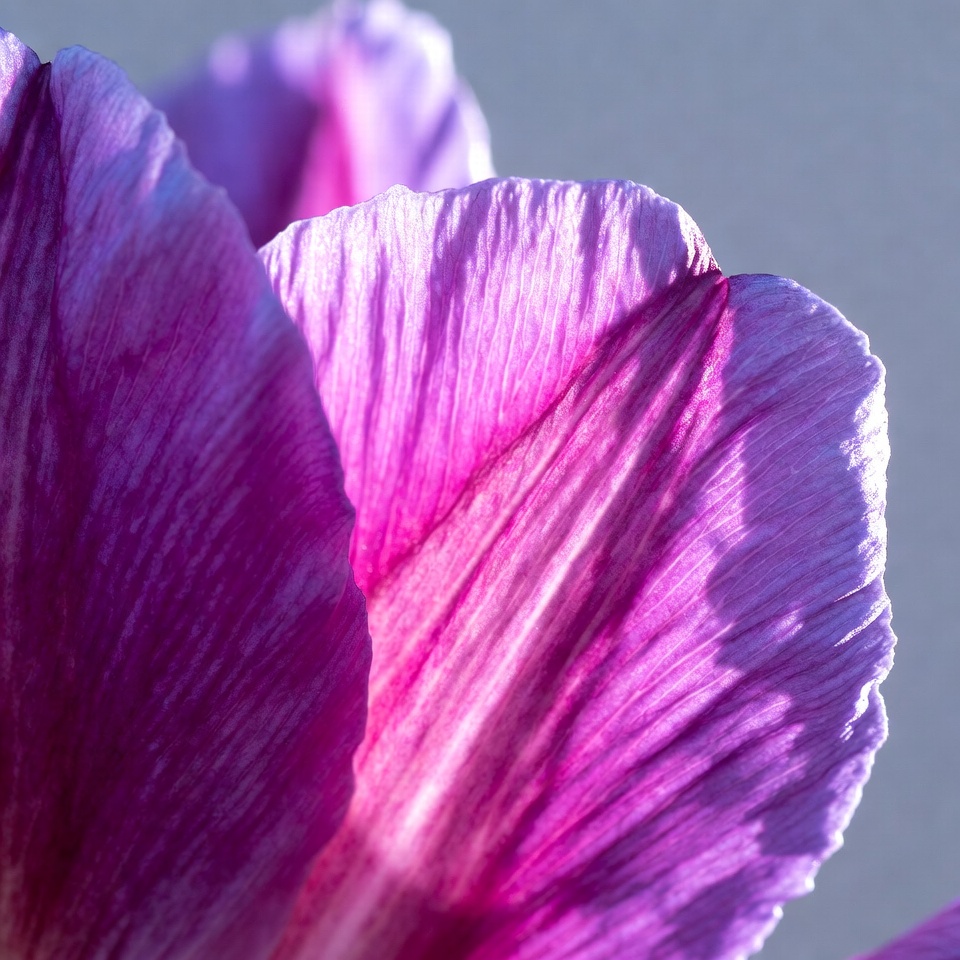 Purple Orchid Flower Closeup Purple Orchid Flower Closeup