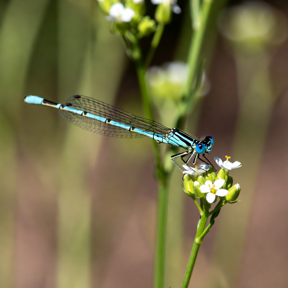Blue damselfly on white flowers Blue damselfly on white flowers