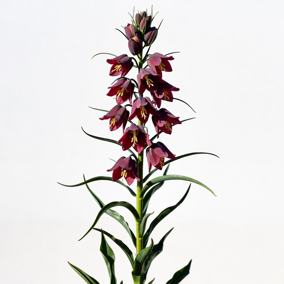 Purple Foxglove Flowers on White Background Purple Foxglove Flowers on White Background