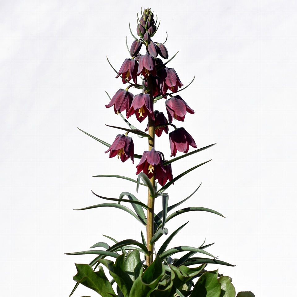 Purple Foxglove Flowers on White Background Purple Foxglove Flowers on White Background