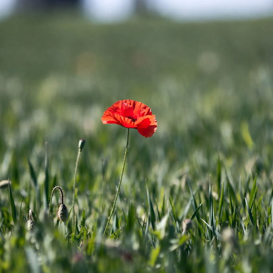 Red Poppy Flower in Grass Field Red Poppy Flower in Grass Field