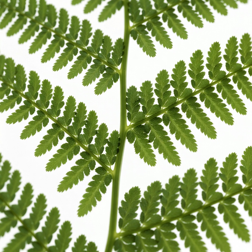 Green Fern Leaves on White Background Green Fern Leaves on White Background