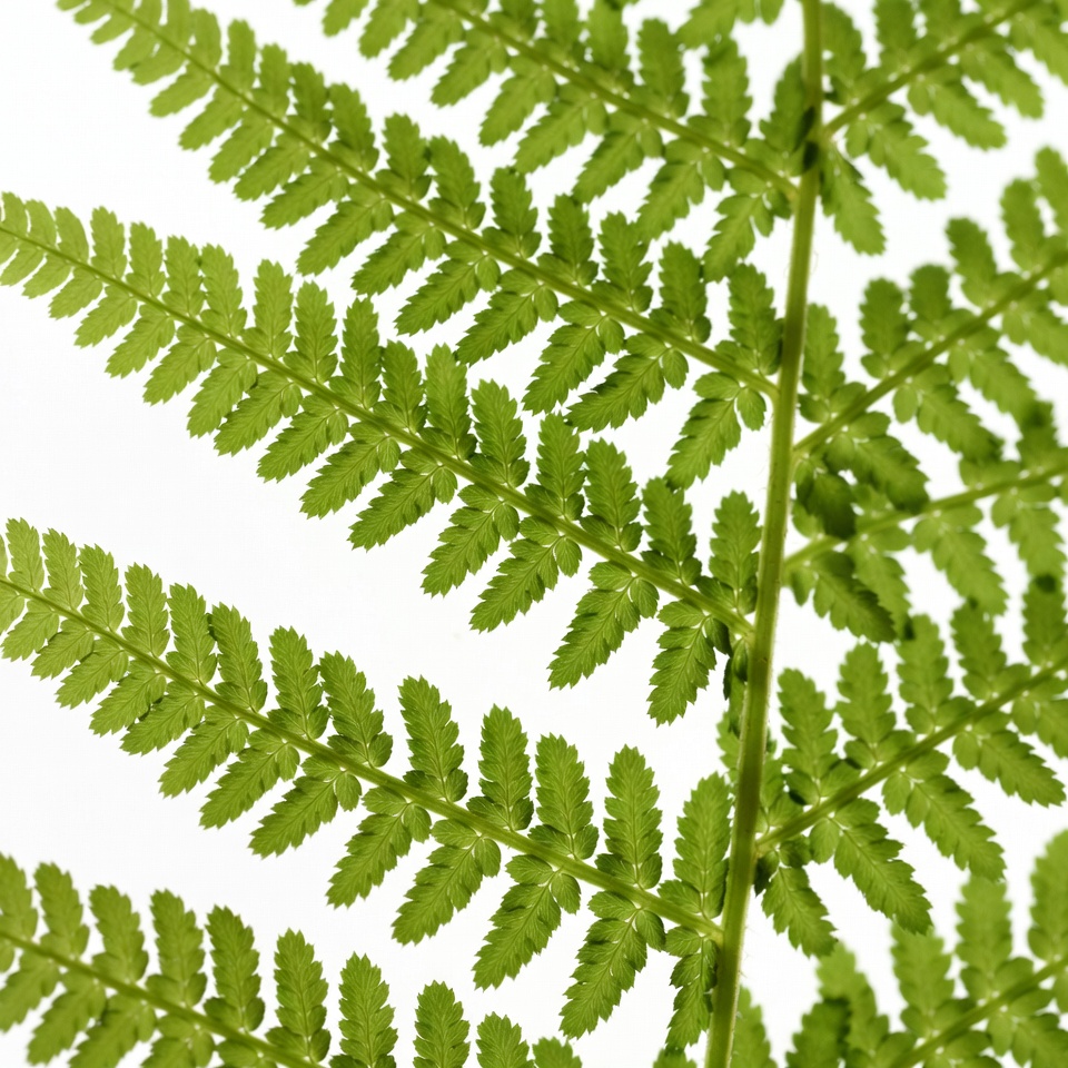 Green Fern Leaves on White Background Green Fern Leaves on White Background