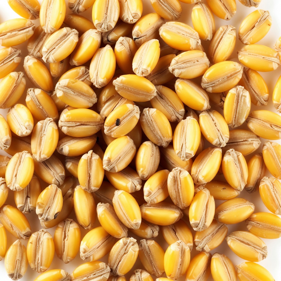 Pile of Golden Wheat Grains Pile of Golden Wheat Grains