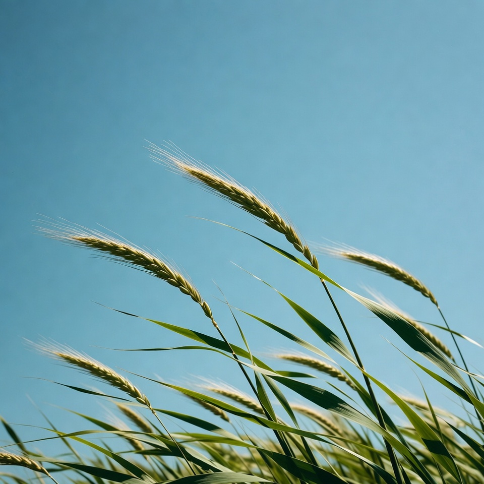 Golden wheat field under blue sky Golden wheat field under blue sky
