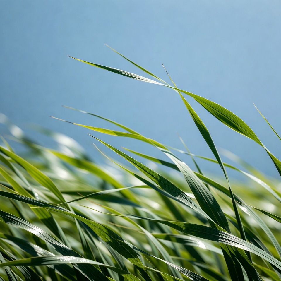 Green grass blades against blue sky Green grass blades against blue sky