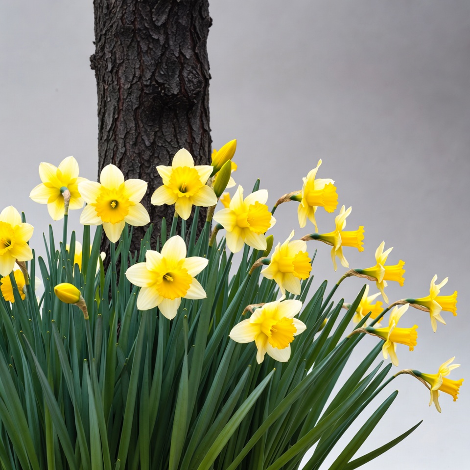 Yellow Daffodils by Tree Trunk Yellow Daffodils by Tree Trunk