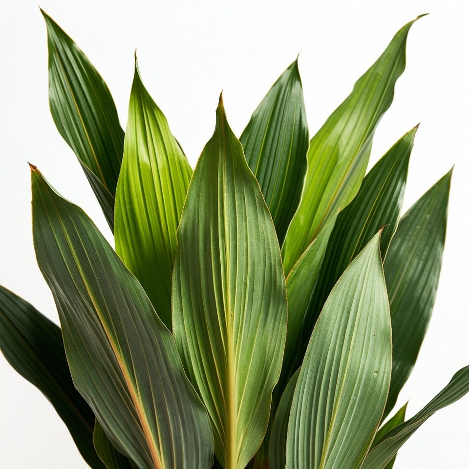 Close-up of lush green corn plant leaves Close-up of lush green corn plant leaves