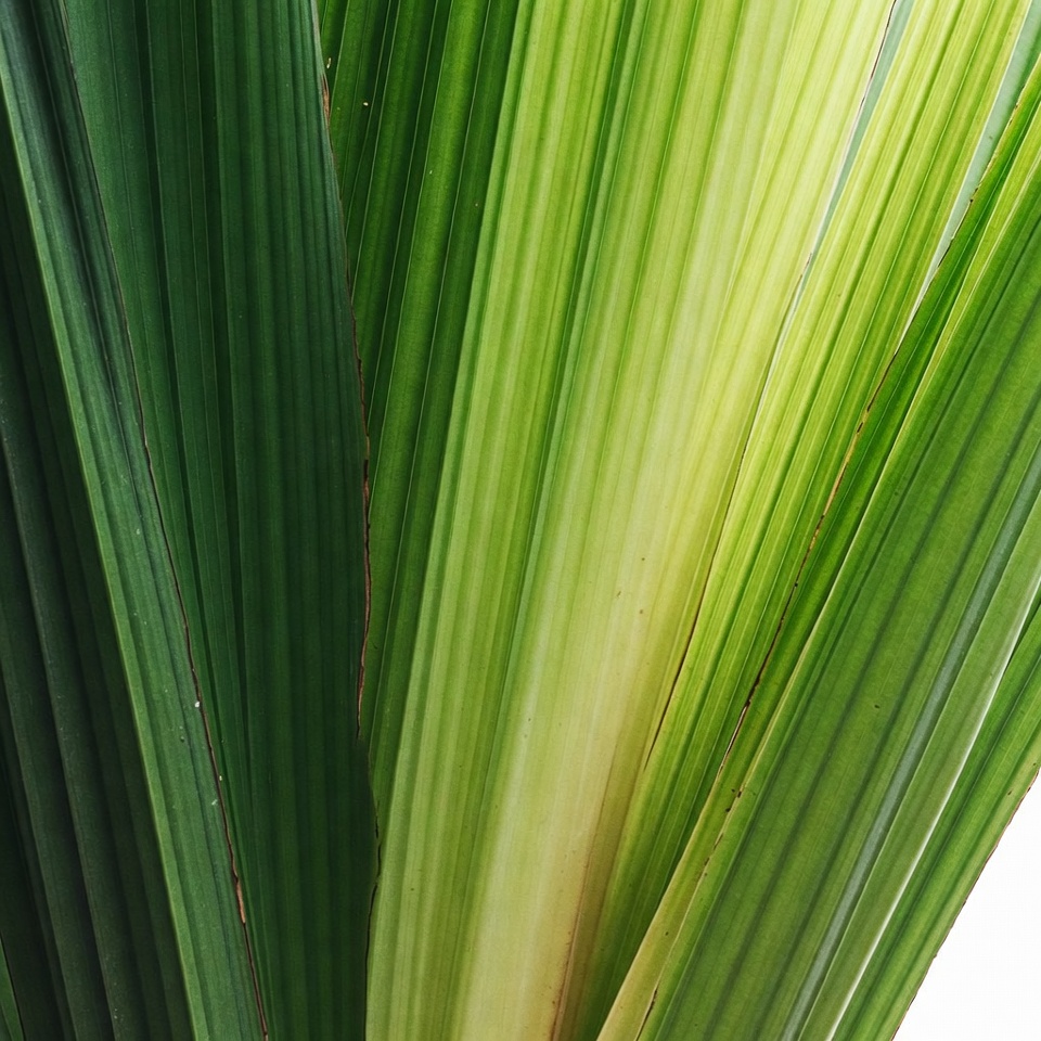 Variegated Green Palm Leaves Closeup Variegated Green Palm Leaves Closeup