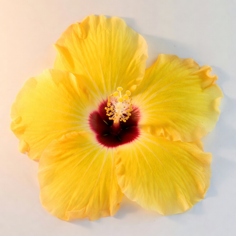 Yellow Hibiscus Flower Yellow Hibiscus Flower