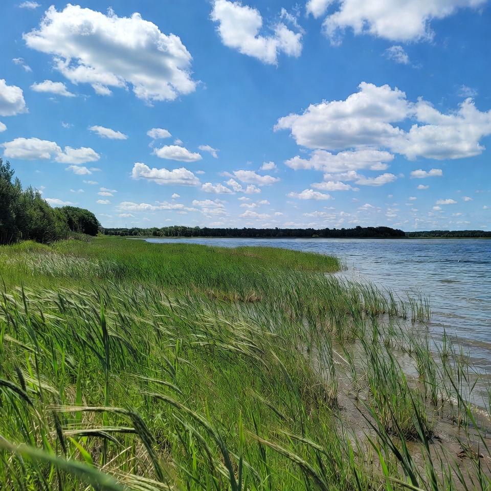 Lush Reeds by Calm Lake Shore Lush Reeds by Calm Lake Shore