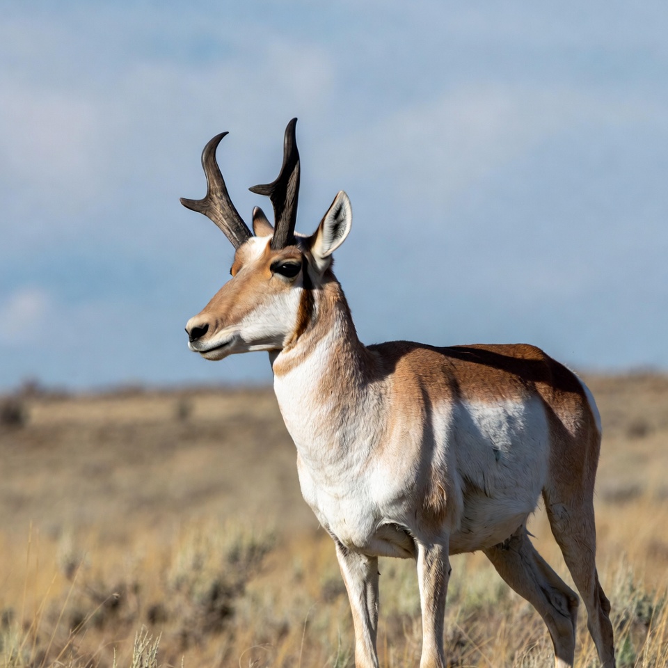Pronghorn antelope standing in grassland Pronghorn antelope standing in grassland