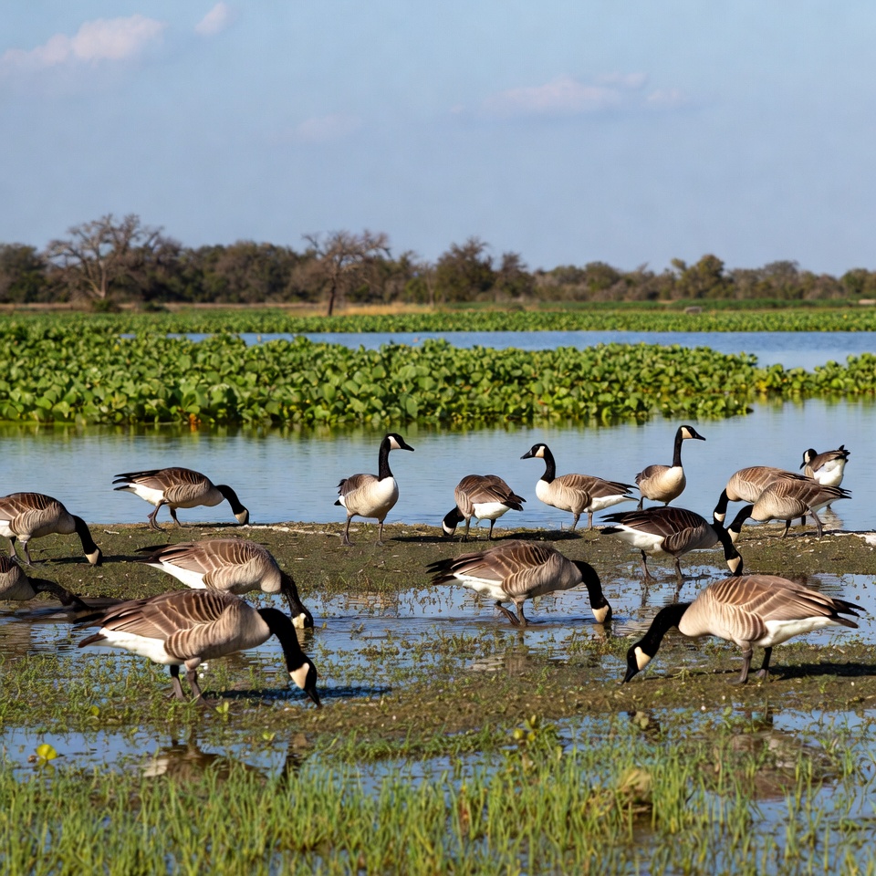 Canada Geese Foraging in Wetland Canada Geese Foraging in Wetland