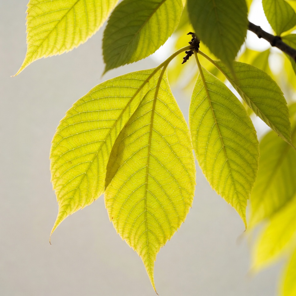 Bright green horse chestnut leaves Bright green horse chestnut leaves