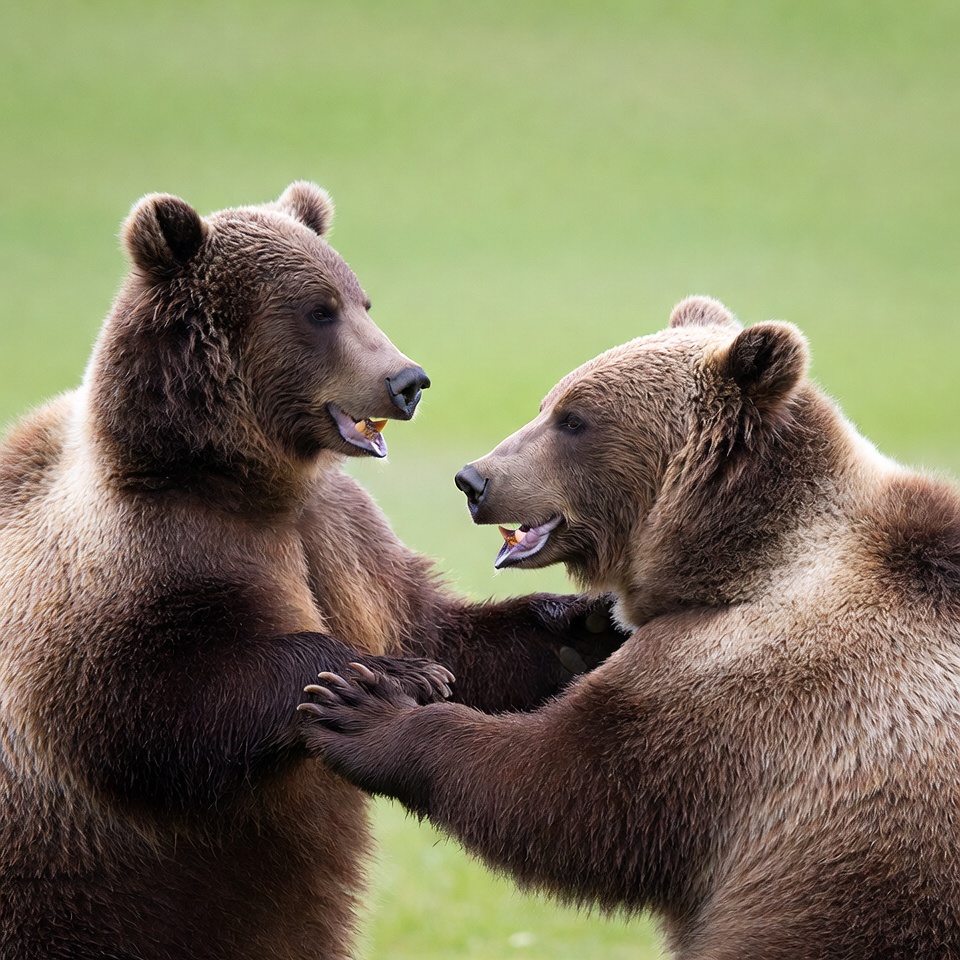 Two brown bears wrestling in grass Two brown bears wrestling in grass