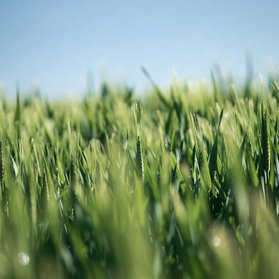 Green Wheat Field Under Blue Sky Green Wheat Field Under Blue Sky