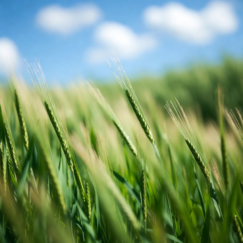 Wheat Field Under Blue Sky Wheat Field Under Blue Sky