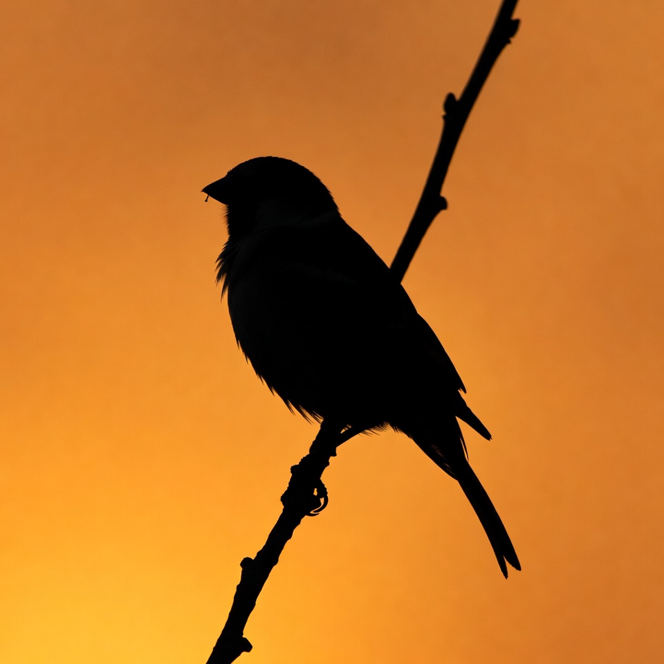 Silhouette of bird on branch at sunset Silhouette of bird on branch at sunset