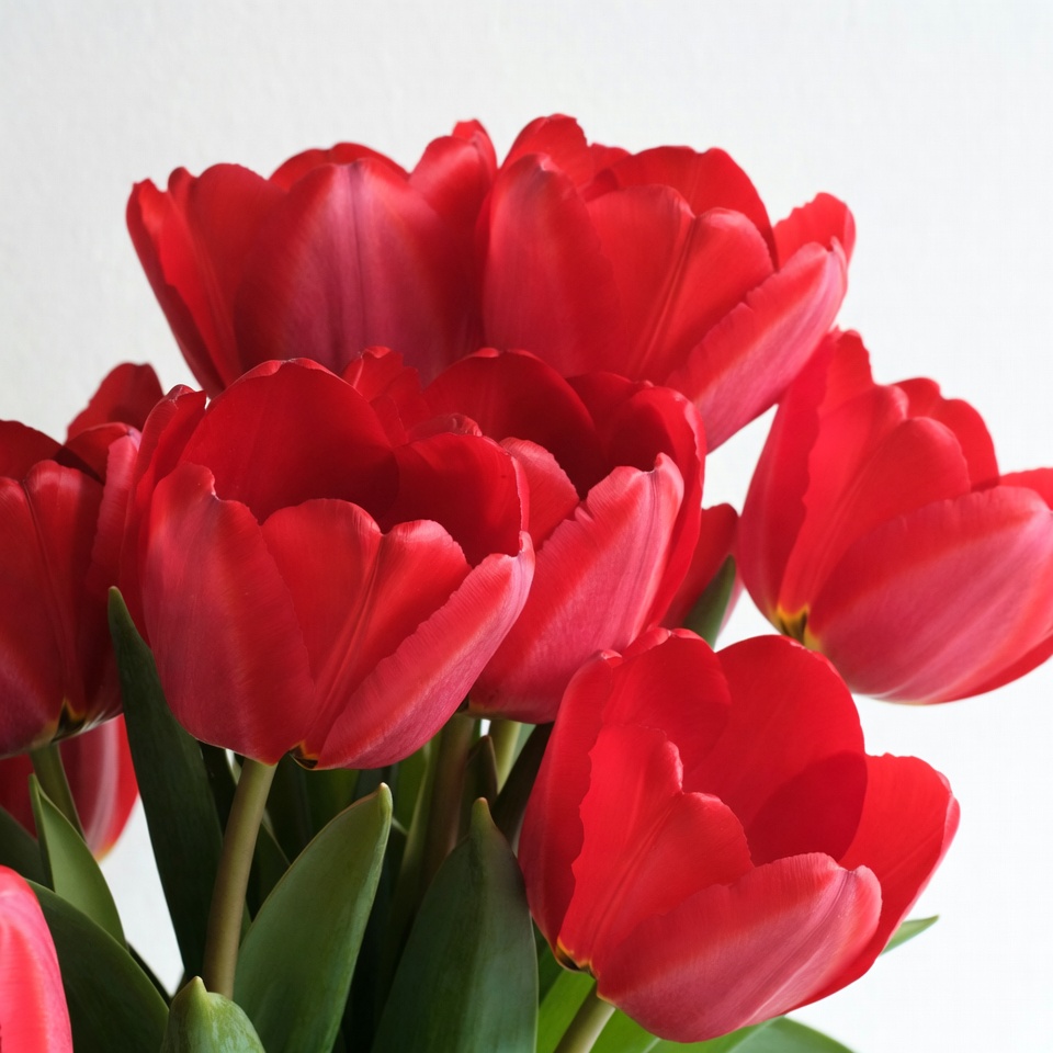 Red Tulips Bouquet on White Background Red Tulips Bouquet on White Background