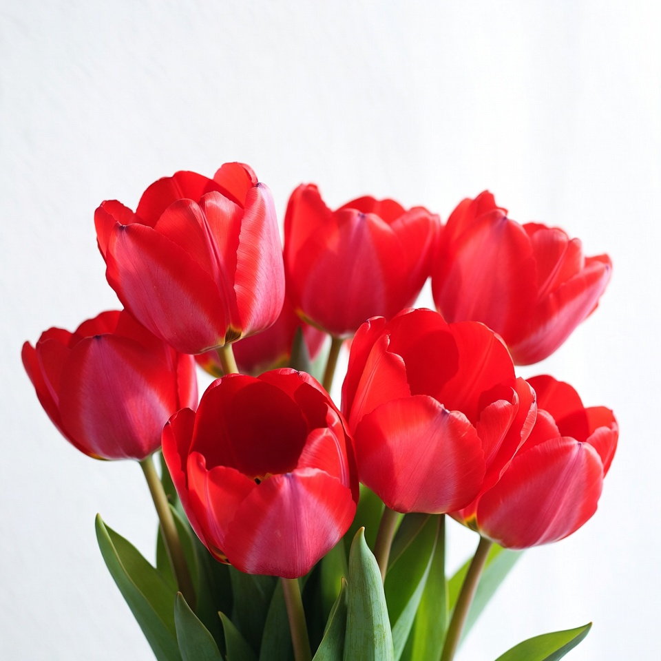 Red Tulips Bouquet on White Background Red Tulips Bouquet on White Background