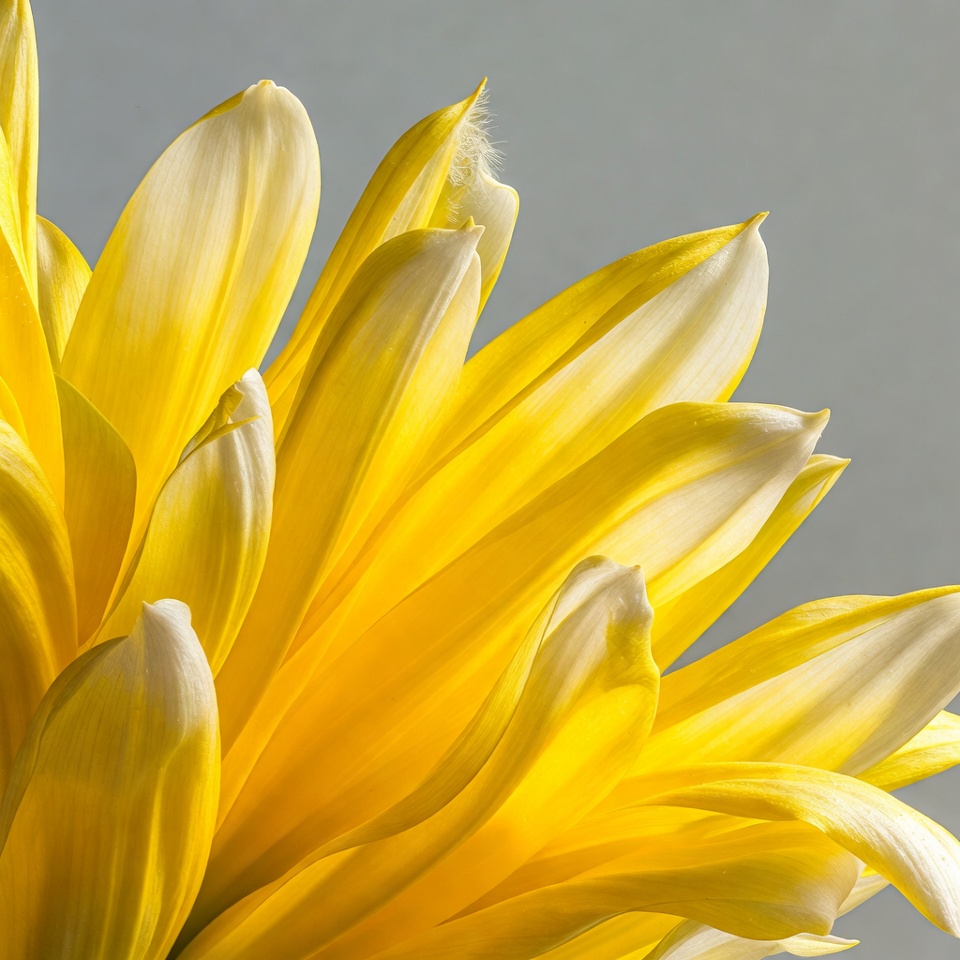 Yellow Daisy Flower Close-Up Yellow Daisy Flower Close-Up