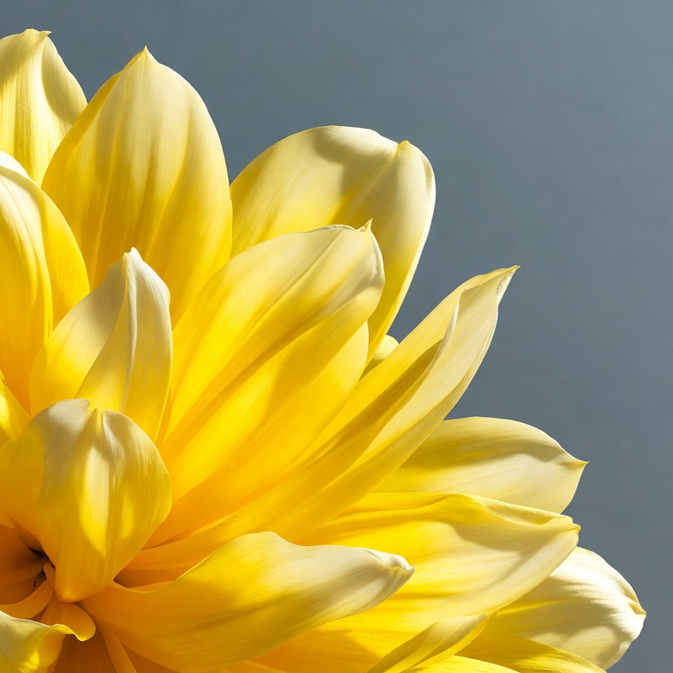 Yellow Dahlia Flower Closeup Yellow Dahlia Flower Closeup