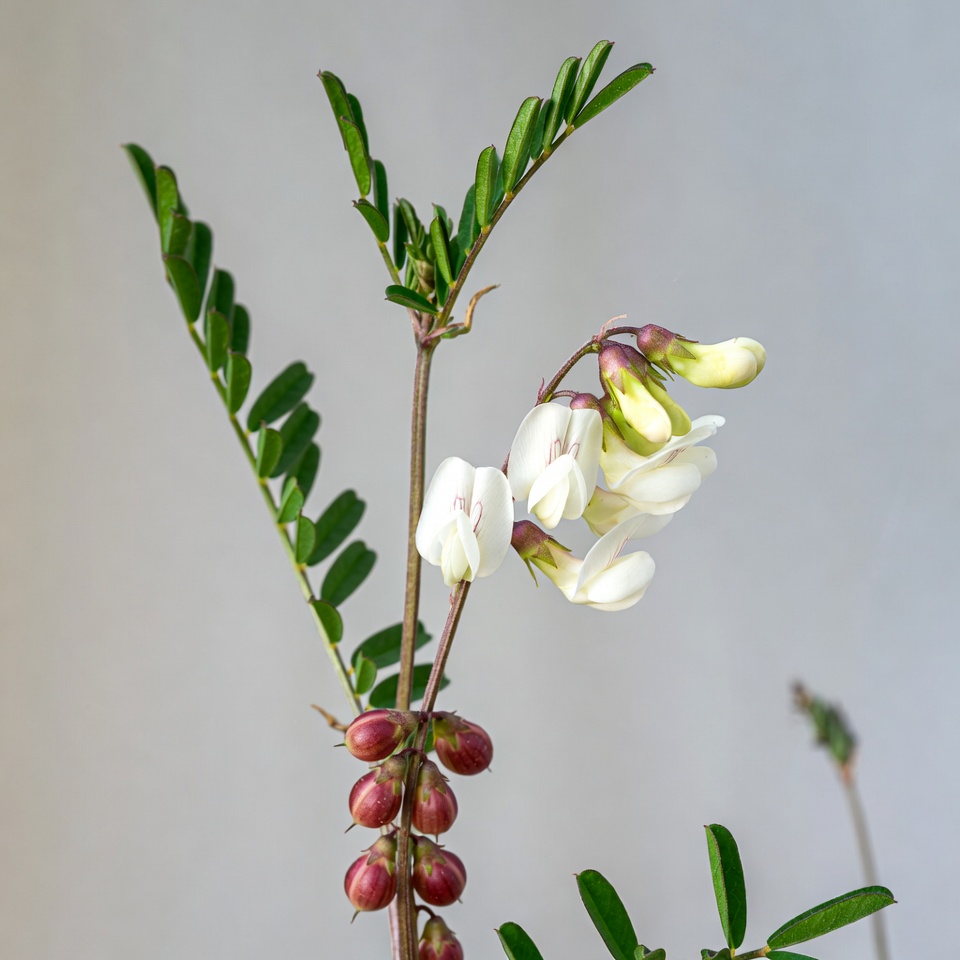 White Chickpea Flowers with Pods White Chickpea Flowers with Pods