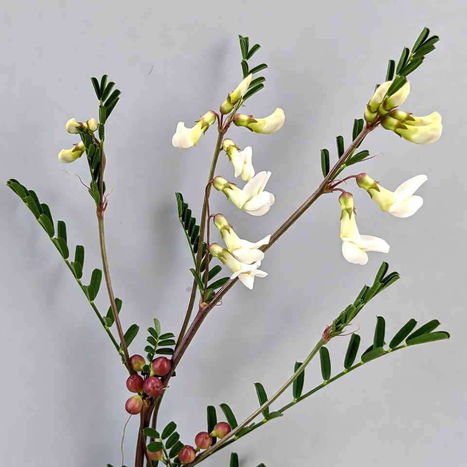 White Partridge Pea Flowers with Red Pods White Partridge Pea Flowers with Red Pods