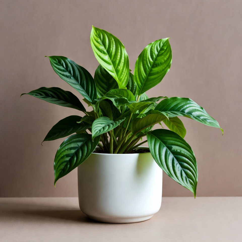 Green Calathea Plant in White Pot Green Calathea Plant in White Pot