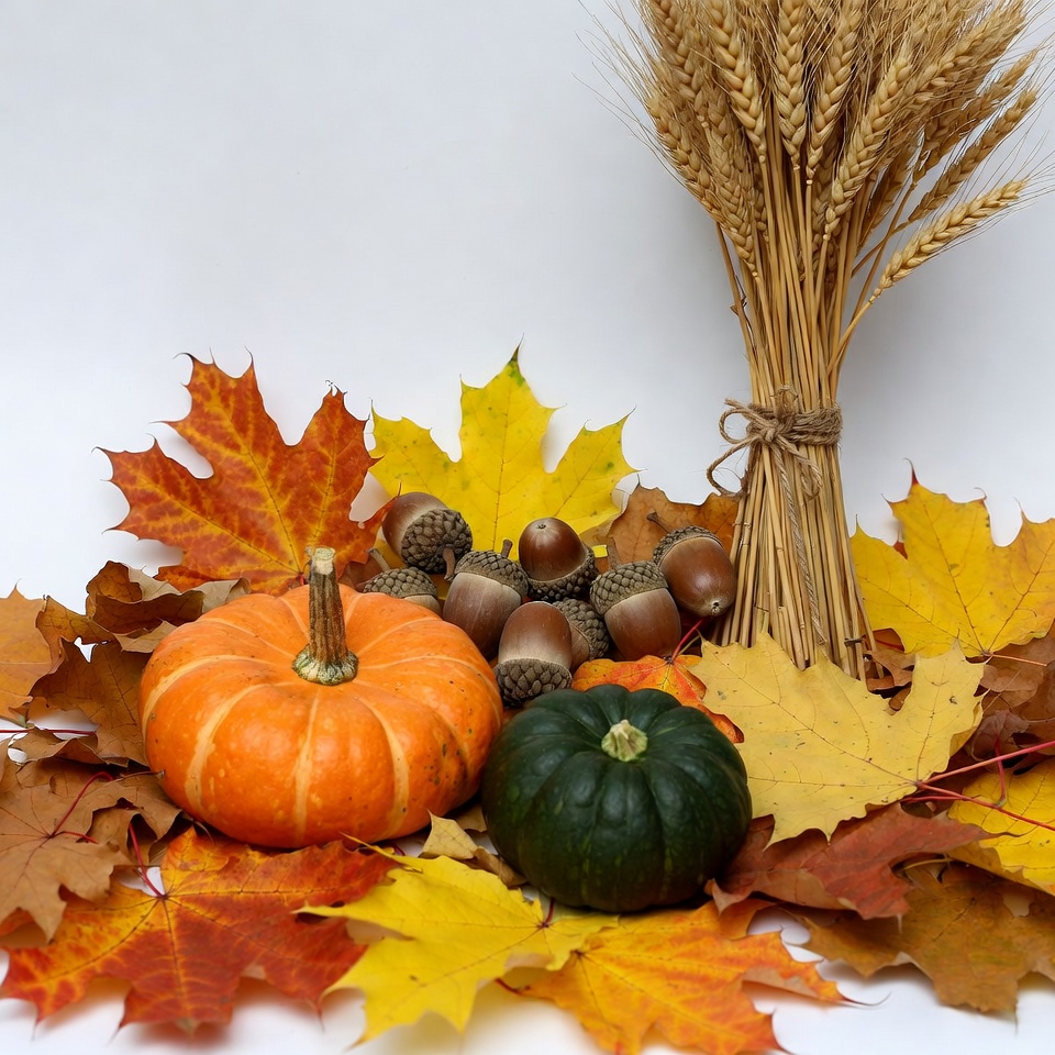 Autumn Pumpkins Acorns Wheat Leaves Autumn Pumpkins Acorns Wheat Leaves