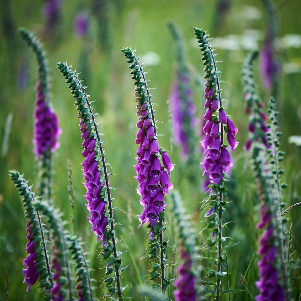 Purple Foxglove Flowers in Green Meadow Purple Foxglove Flowers in Green Meadow