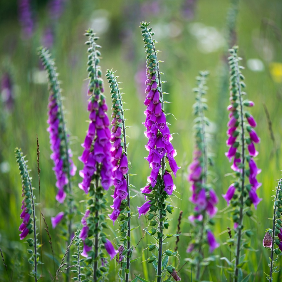 Purple Foxglove Flowers in Meadow Purple Foxglove Flowers in Meadow
