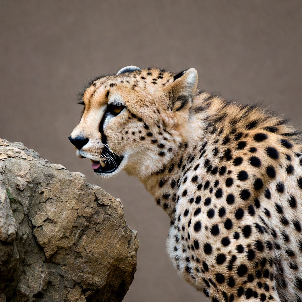 Cheetah growling near rock Cheetah growling near rock