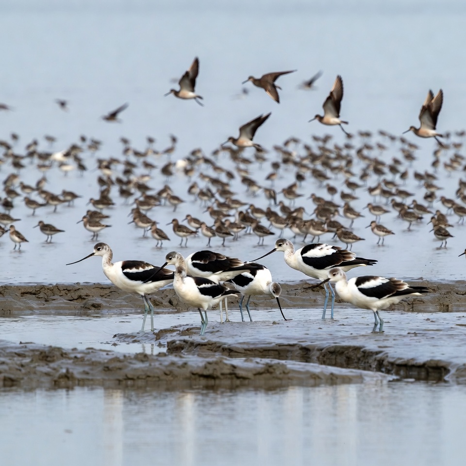 Flock of Black-winged Stilts on Mudflat Flock of Black-winged Stilts on Mudflat
