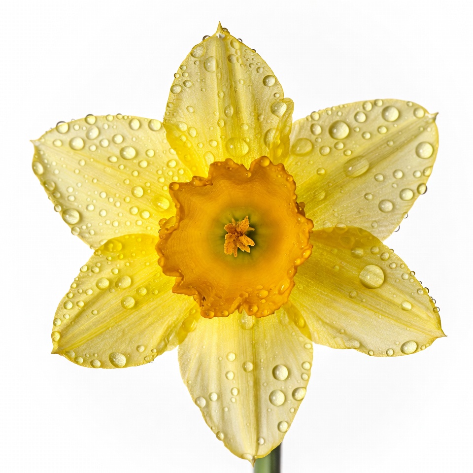 Yellow Daffodil with Dew Drops Yellow Daffodil with Dew Drops