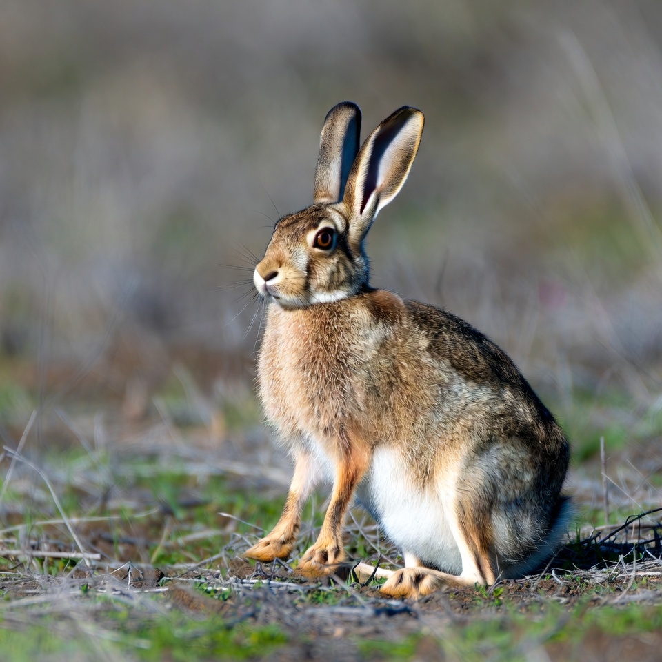Jackrabbit sitting in grass Jackrabbit sitting in grass