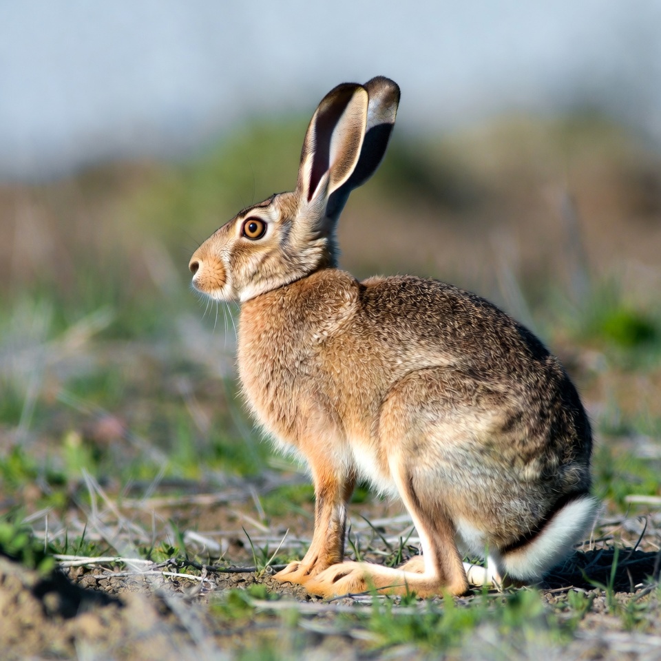 Jackrabbit standing in grass Jackrabbit standing in grass